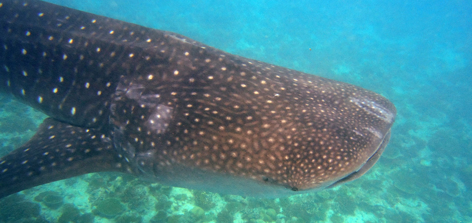 Staytravelling PS Whaleshark Maldives