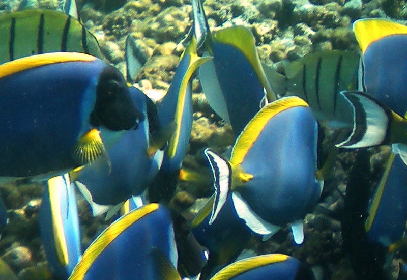 Staytravelling Seychellen Tauchen mit S.V. Sea Bird & S.V. Sea Shell