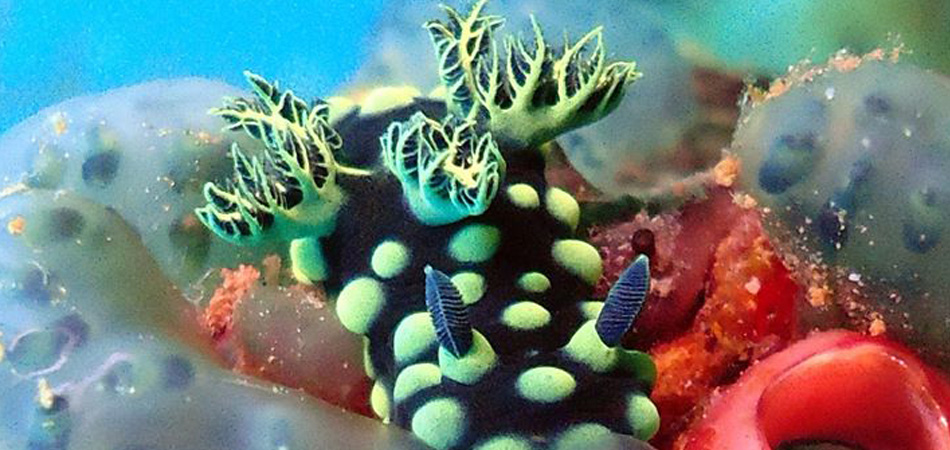 Staytravelling Tulamben Macro Diving