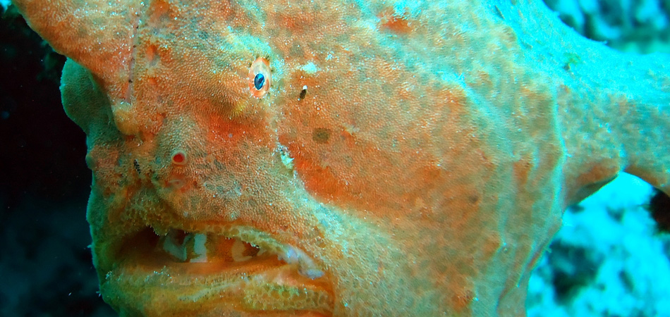 Staytravelling Borneo Siamil Frogfish
