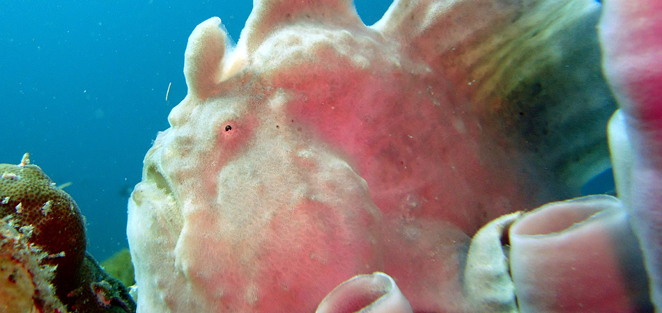 Staytravelling Borneo Diving Frogfish