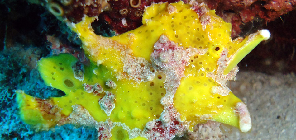 Staytravelling Siamil Frogfish