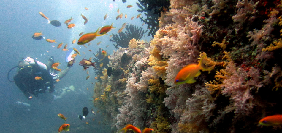 Staytravelling Baa Atoll Maldives Diving