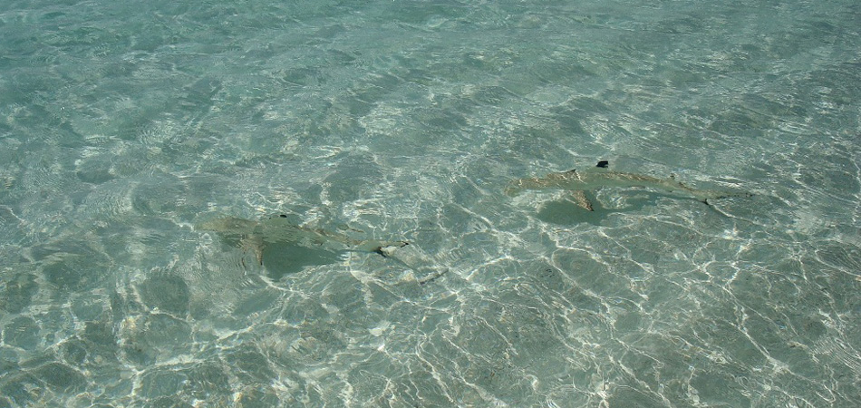 Staytravelling Malediven Inselhüpfen Babyhaie