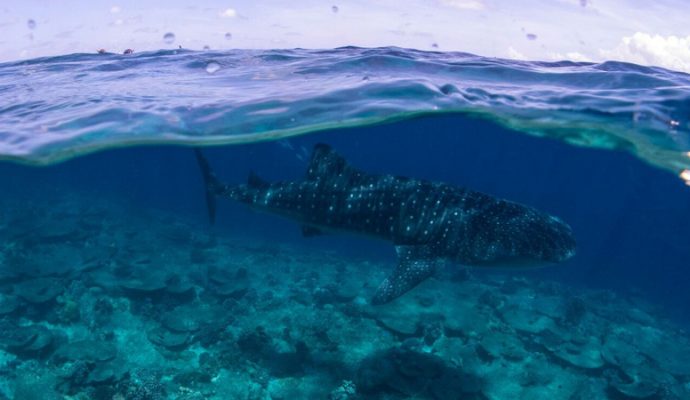 Staytravelling Malediven Walhai