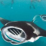 Staytravelling Tauchkurs Manta Paradies