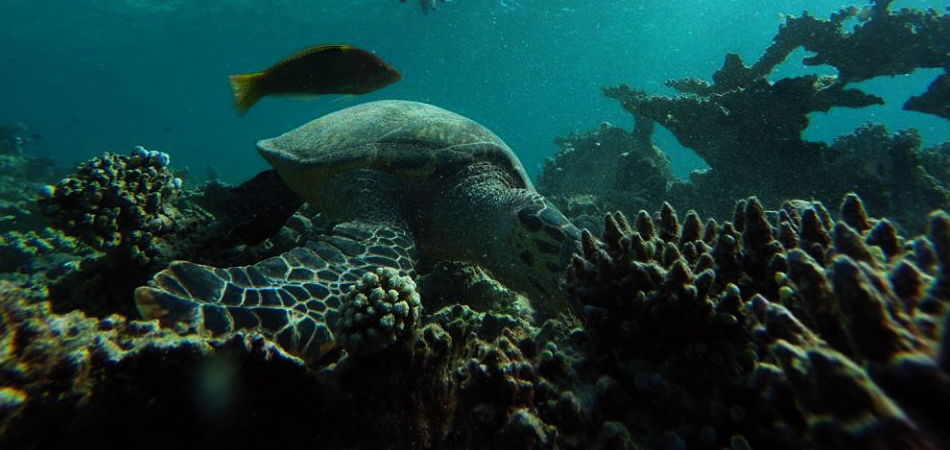 Staytravelling Malediven Schildkröten