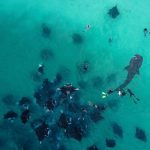 Staytravelling Manta Tauchen