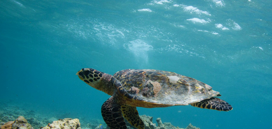 Staytravelling Schildkroeten Schnorcheln