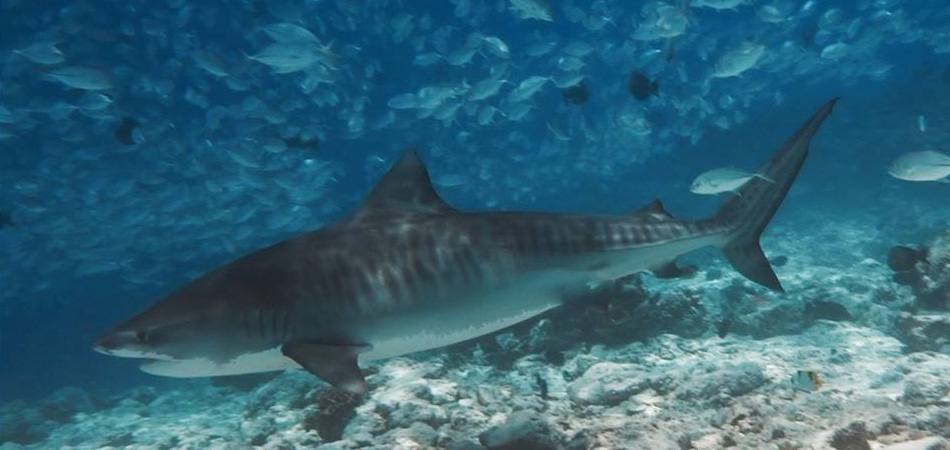 Staytravelling Tiger Shark Diving Malediven