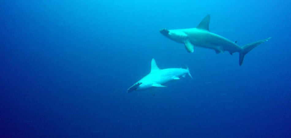 Staytravelling Malediven Hammerhead Diving