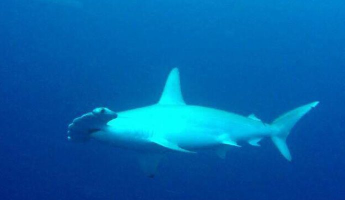 Staytravelling Malediven Hammerhead Sharks