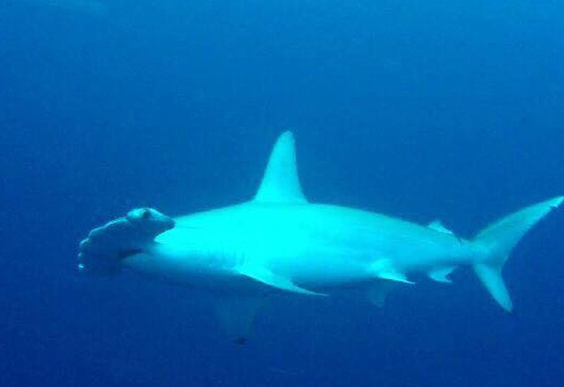 Staytravelling Malediven Hammerhead Sharks